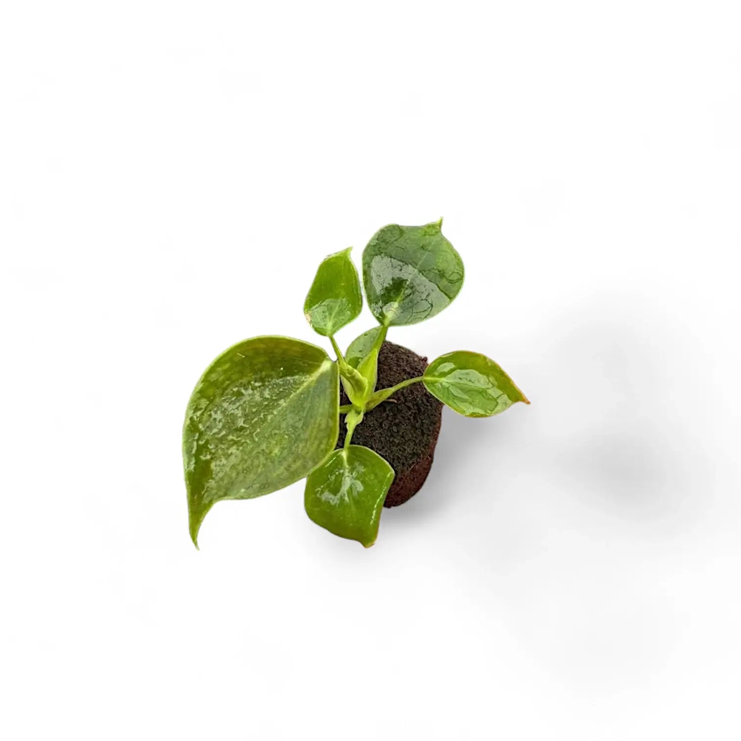 Philodendron cf lupinum (Philodendron vanninii Croat ined.) potted plant in nursery pot on white background.