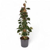 Philodendron cf lupinum (Philodendron vanninii Croat ined.) – Topfpflanze im Kulturtopf vor weißem Hintergrund, Produktfoto 5.