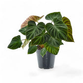 Philodendron verrucosum potted plant in nursery pot on white background.