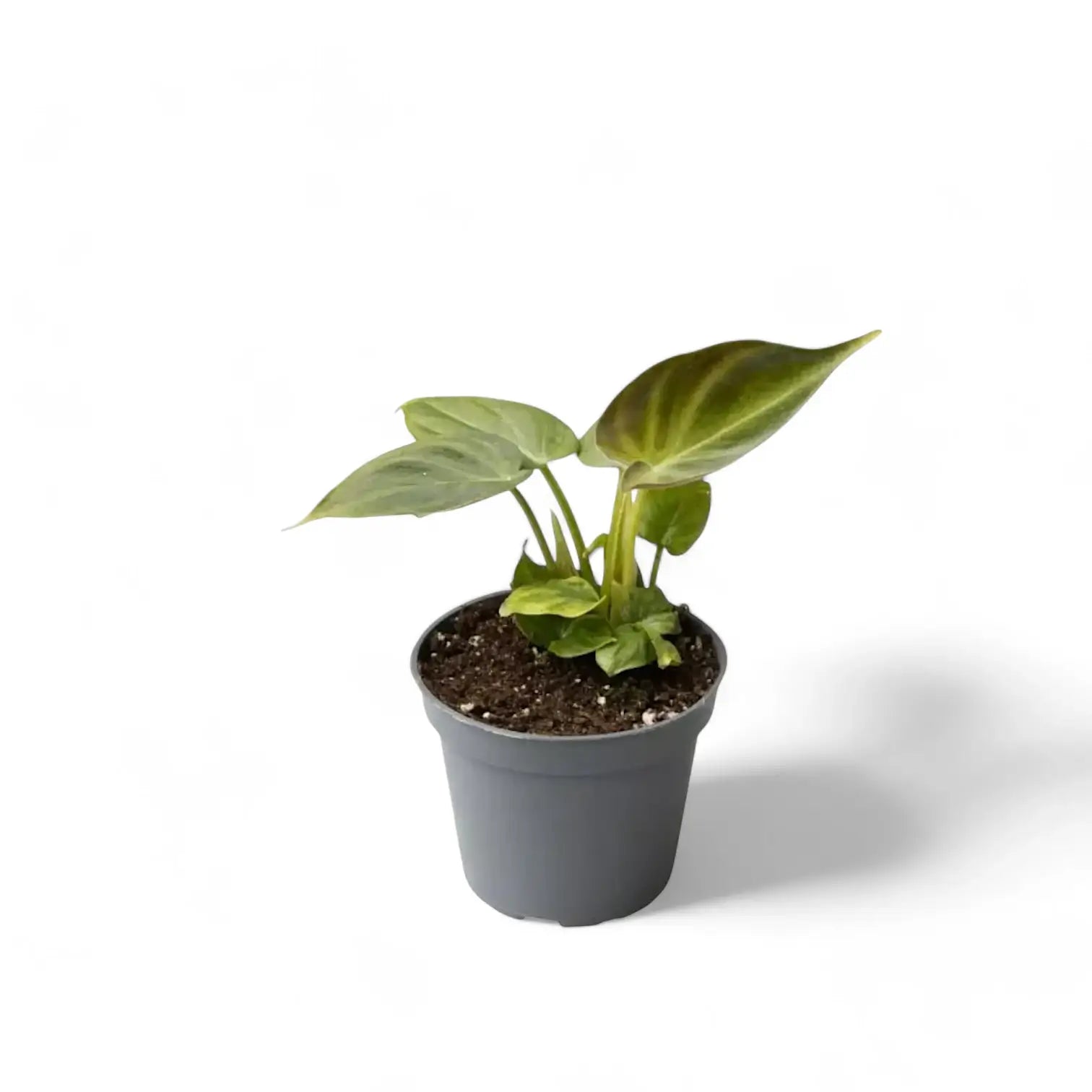 Philodendron verrucosum potted plant in nursery pot on white background.