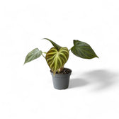 Philodendron verrucosum potted plant in nursery pot on white background.
