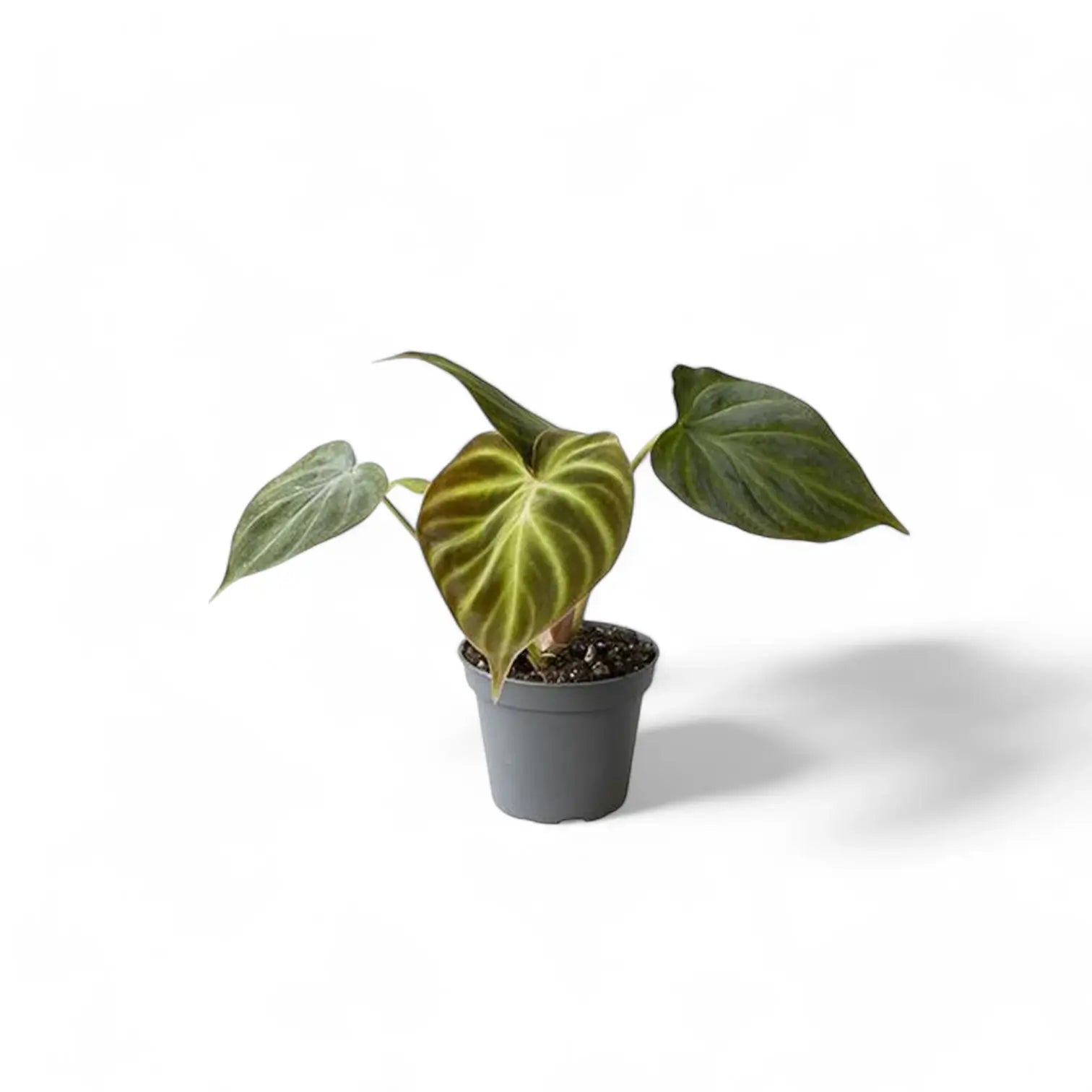 Philodendron verrucosum potted plant in nursery pot on white background.