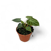 Philodendron verrucosum potted plant in nursery pot on white background.
