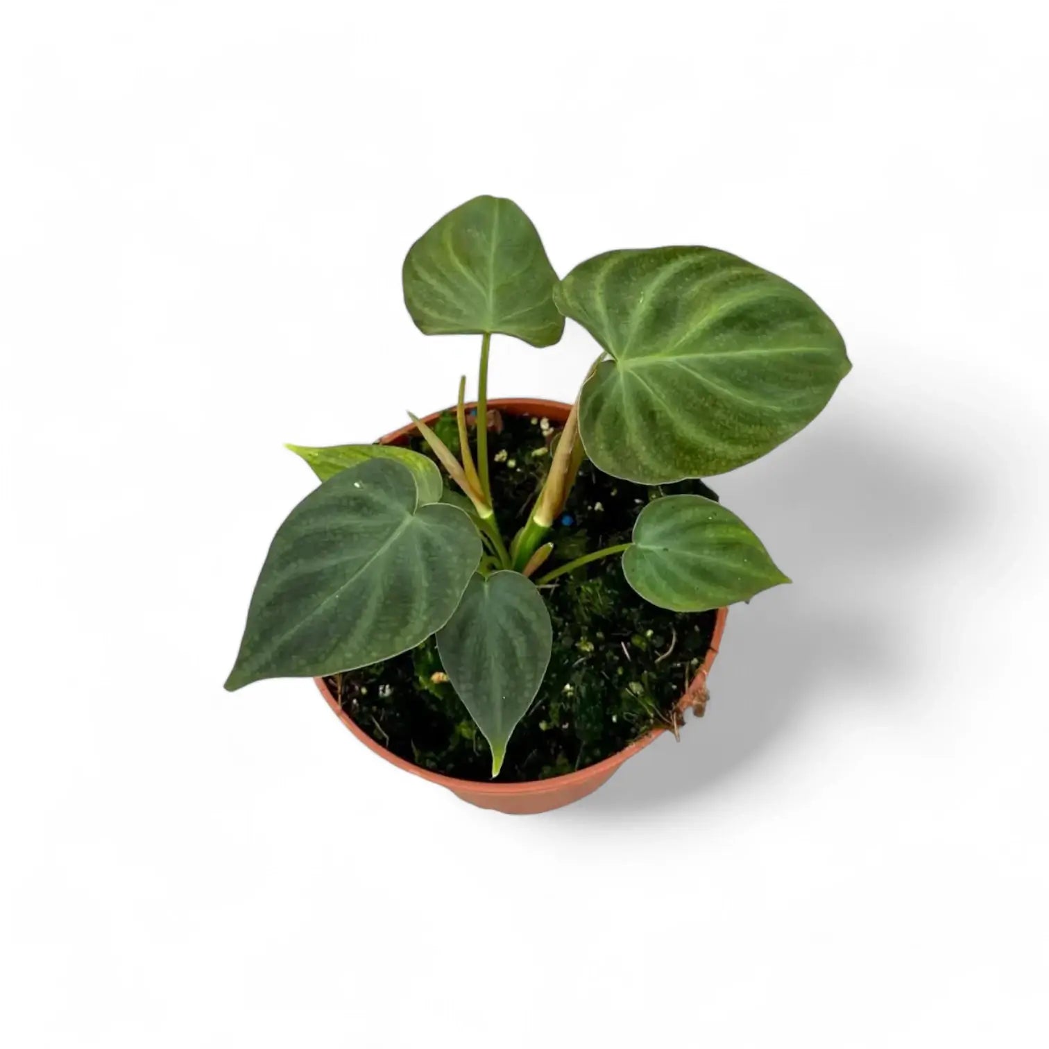 Philodendron verrucosum potted plant in nursery pot on white background.