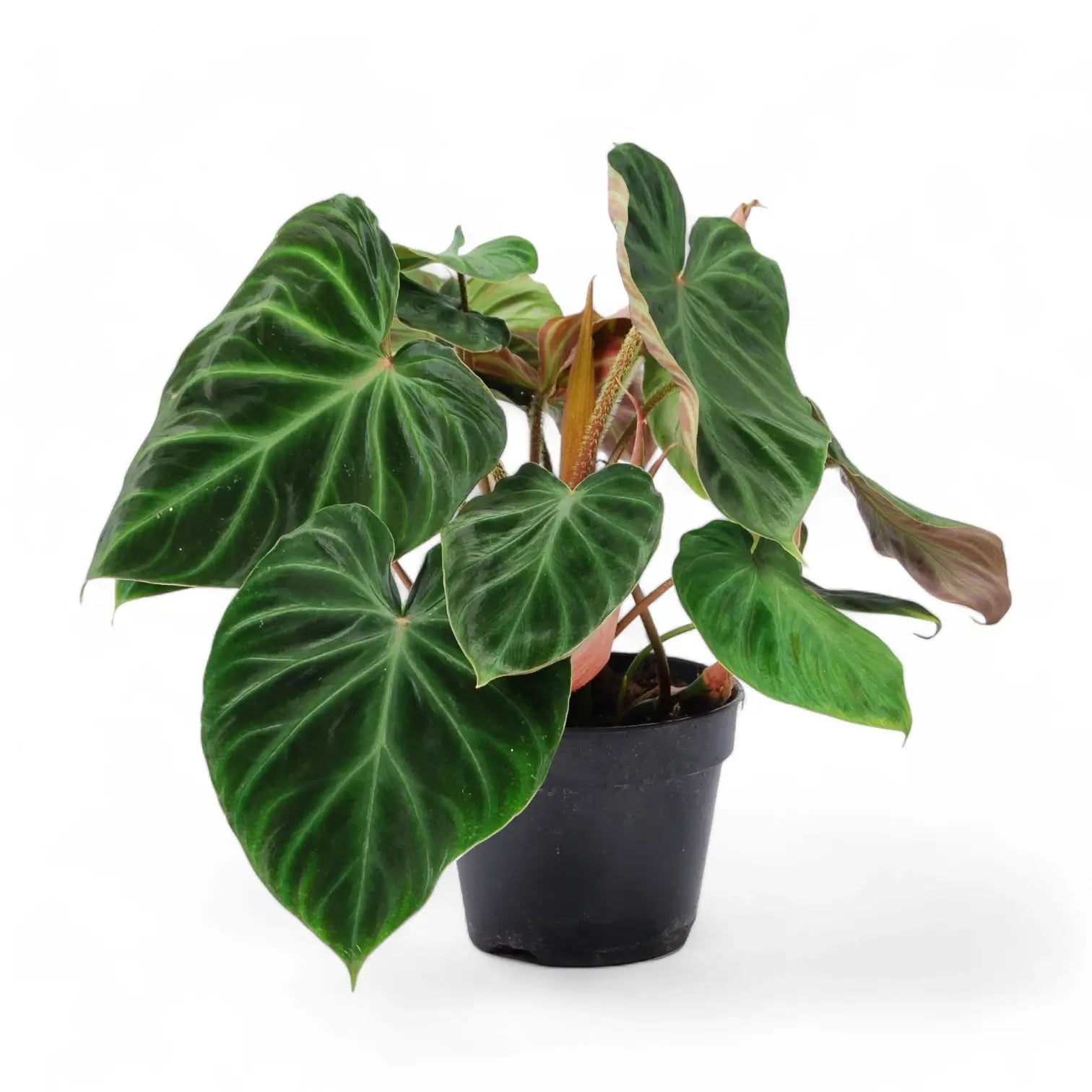 Philodendron verrucosum potted plant in nursery pot on white background.
