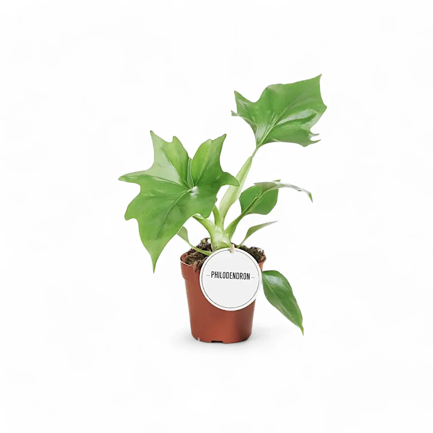 Philodendron warszewiczii – Topfpflanze im Kulturtopf vor weißem Hintergrund, Produktfoto 2.