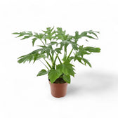 Philodendron warszewiczii potted plant in nursery pot on white background.