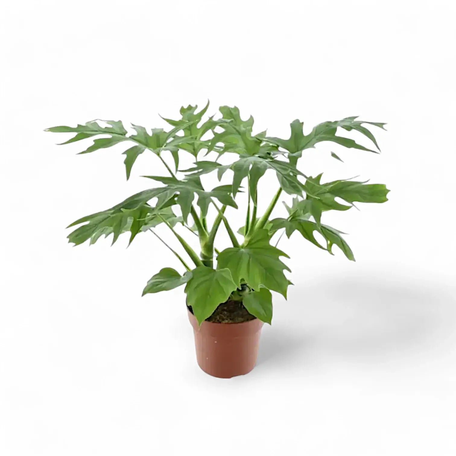 Philodendron warszewiczii potted plant in nursery pot on white background.