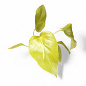 Philodendron warszewiczii 'Flavum' ('Aurea') potted plant in nursery pot on white background.