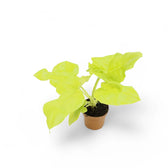 Philodendron warszewiczii 'Flavum' ('Aurea') potted plant in nursery pot on white background.