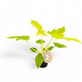 Philodendron warszewiczii 'Flavum' ('Aurea') potted plant in nursery pot on white background.