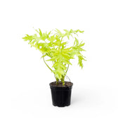 Philodendron warszewiczii 'Flavum' ('Aurea') potted plant in nursery pot on white background.