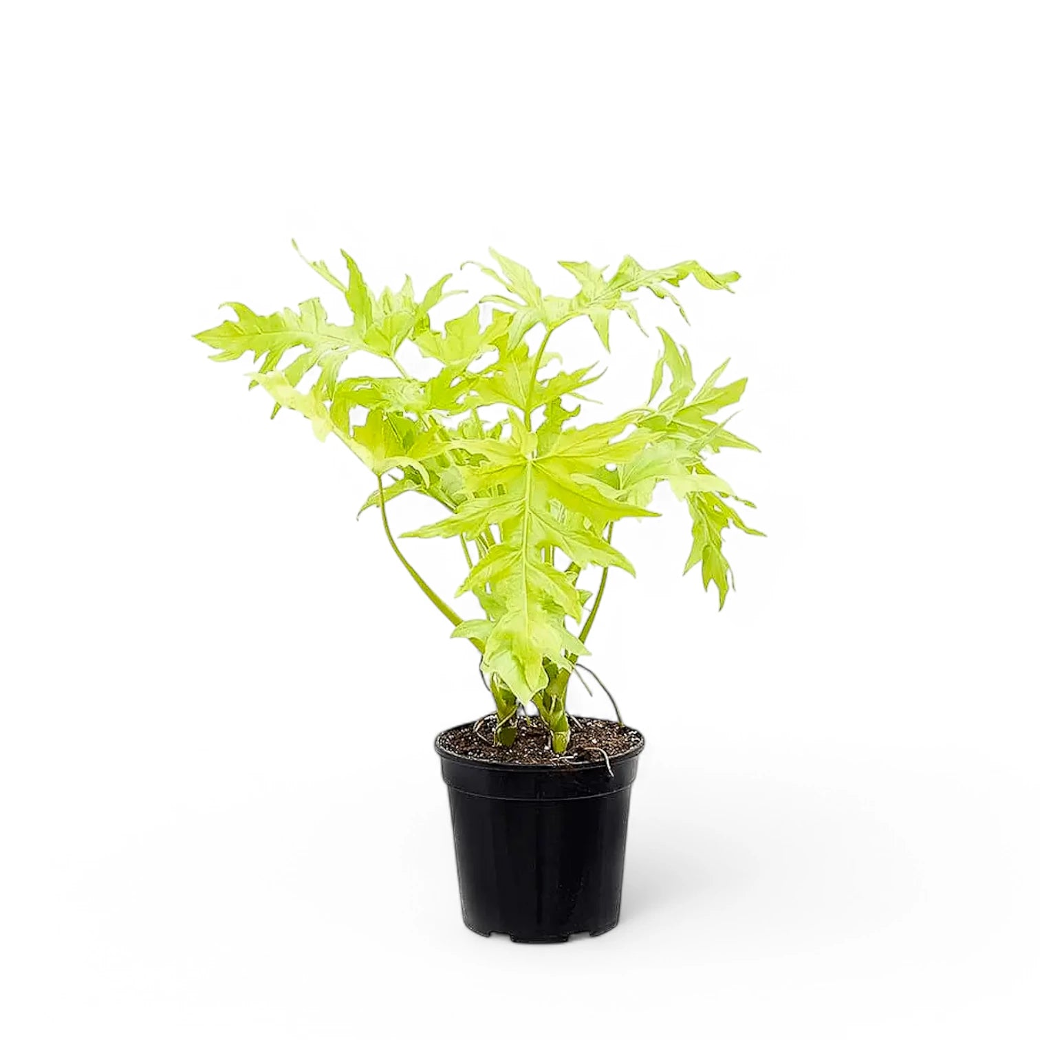 Philodendron warszewiczii 'Flavum' ('Aurea') potted plant in nursery pot on white background.