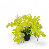 Philodendron warszewiczii 'Flavum' ('Aurea') potted plant in nursery pot on white background.