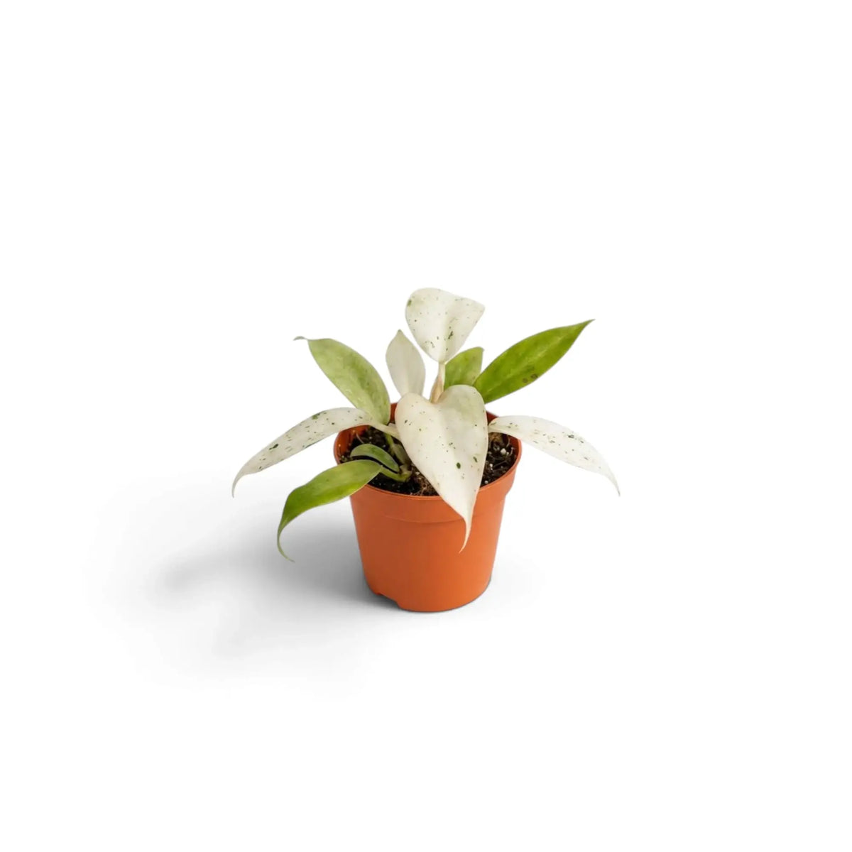 Young Philodendron ‘Whipple Way’ with narrow green leaves variegated cream and mint in a nursery pot.