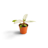 Young Philodendron ‘Whipple Way’ with narrow green leaves variegated cream and mint in a nursery pot.