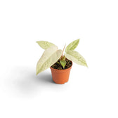 Young Philodendron ‘Whipple Way’ with narrow green leaves variegated cream and mint in a nursery pot.