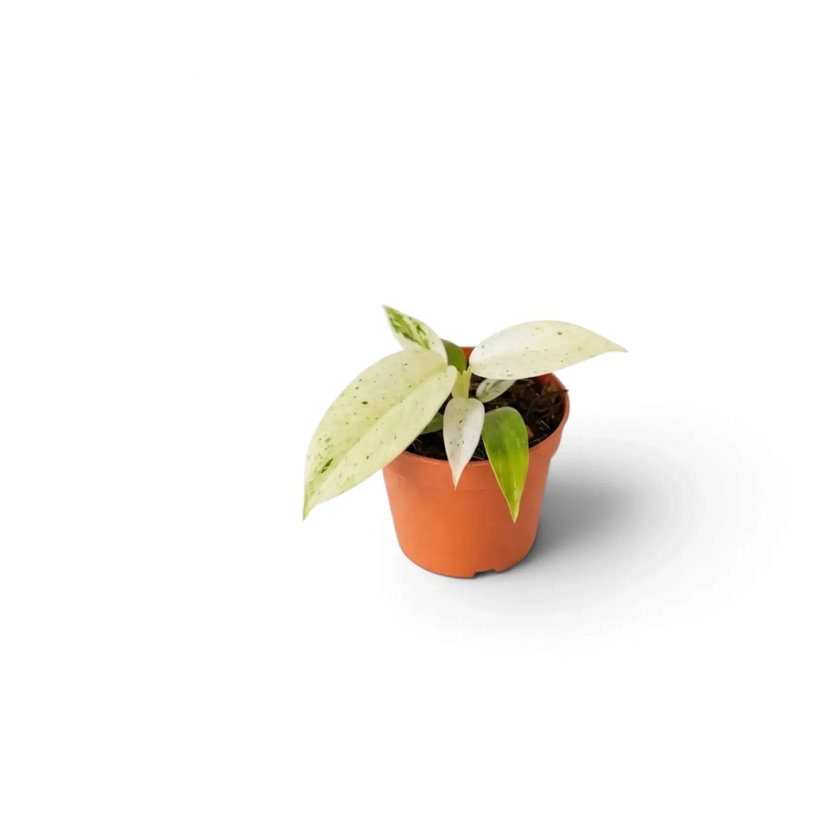 Young Philodendron ‘Whipple Way’ with narrow green leaves variegated cream and mint in a nursery pot.