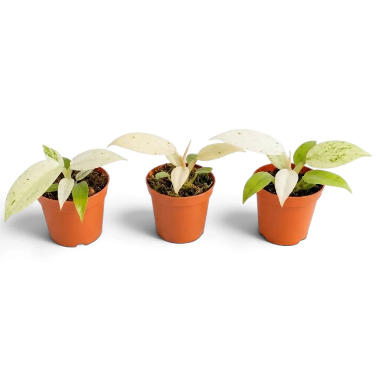 Young Philodendron ‘Whipple Way’ with narrow green leaves variegated cream and mint in a nursery pot.