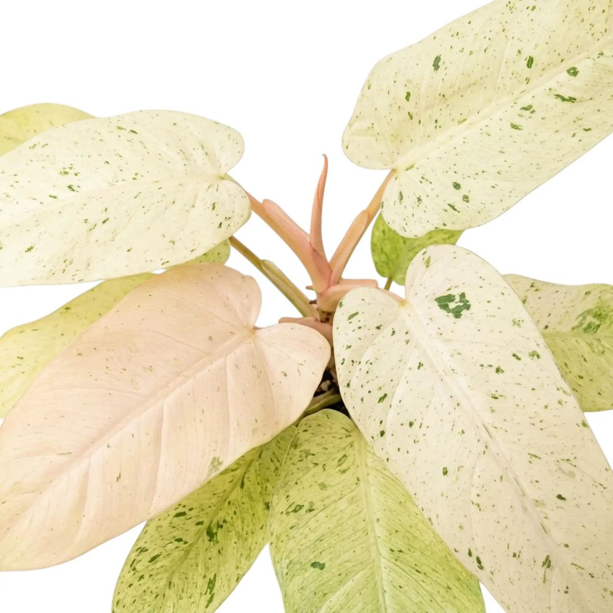 Philodendron ‘Whipple Way’ foliage close-up with narrow green leaves and cream-to-mint variegation.