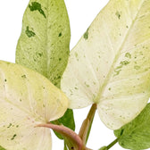 Philodendron ‘Whipple Way’ foliage close-up with narrow green leaves and cream-to-mint variegation.