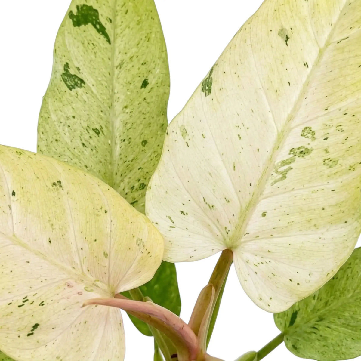 Philodendron ‘Whipple Way’ foliage close-up with narrow green leaves and cream-to-mint variegation.