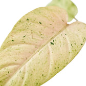 Philodendron ‘Whipple Way’ foliage close-up with narrow green leaves and cream-to-mint variegation.