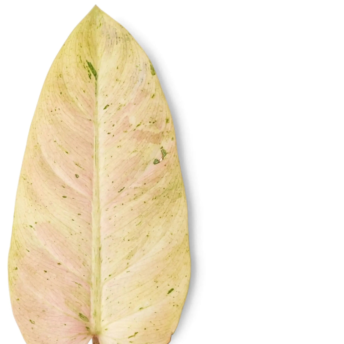 Philodendron ‘Whipple Way’ foliage close-up with narrow green leaves and cream-to-mint variegation.