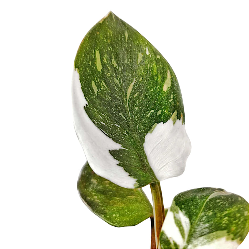 Philodendron 'White knight' leaf detail on white background.
