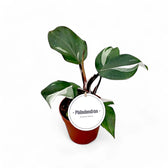 Philodendron 'White knight' potted plant in nursery pot on white background.