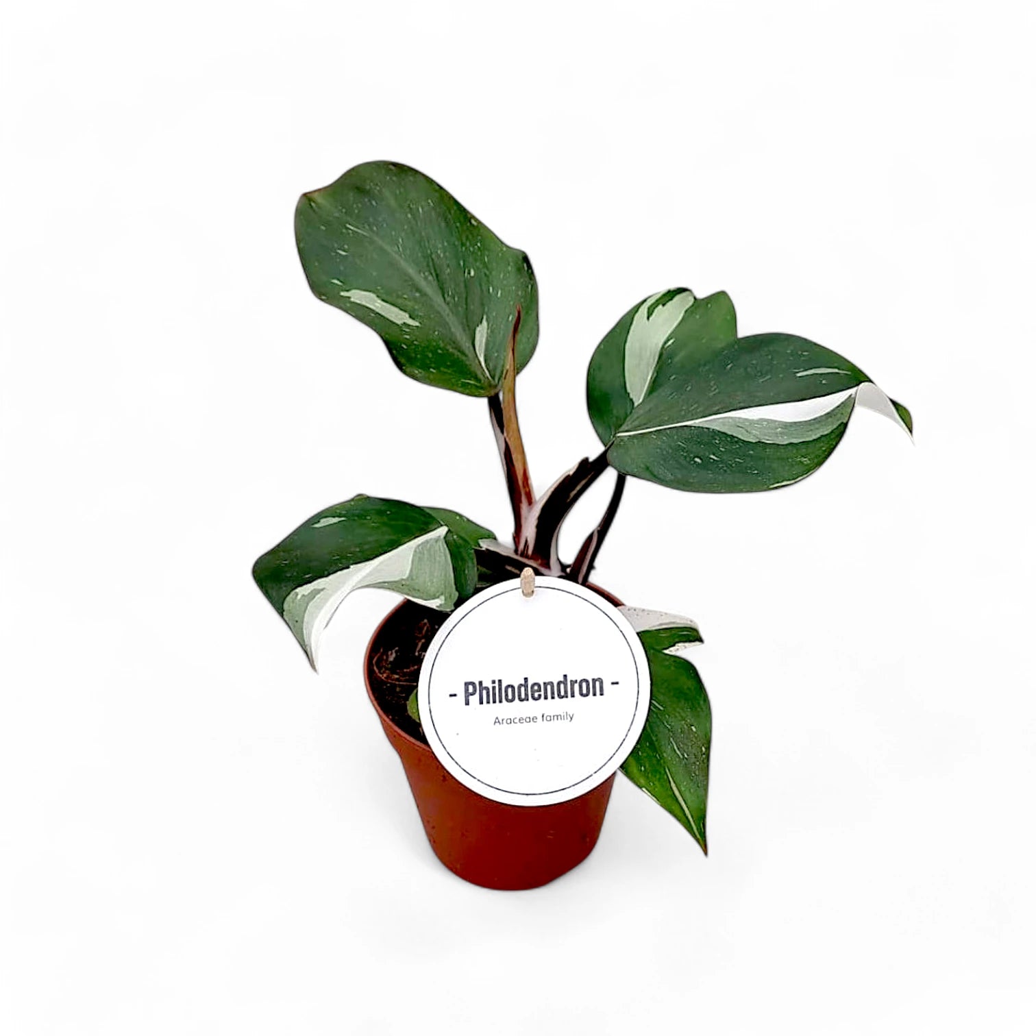 Philodendron 'White knight' potted plant in nursery pot on white background.