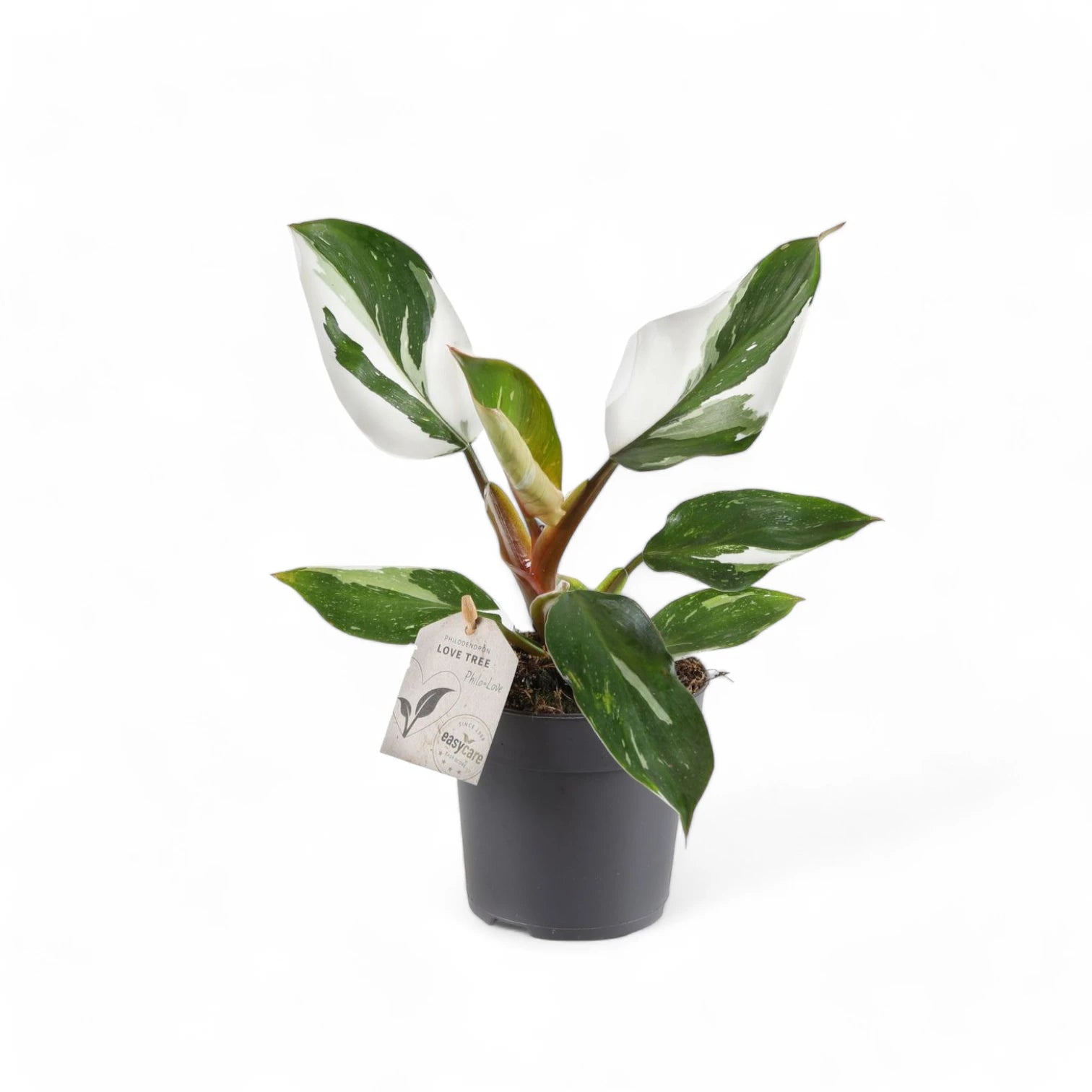 Philodendron 'White knight' potted plant in nursery pot on white background.