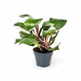 Philodendron 'White knight' potted plant in nursery pot on white background.