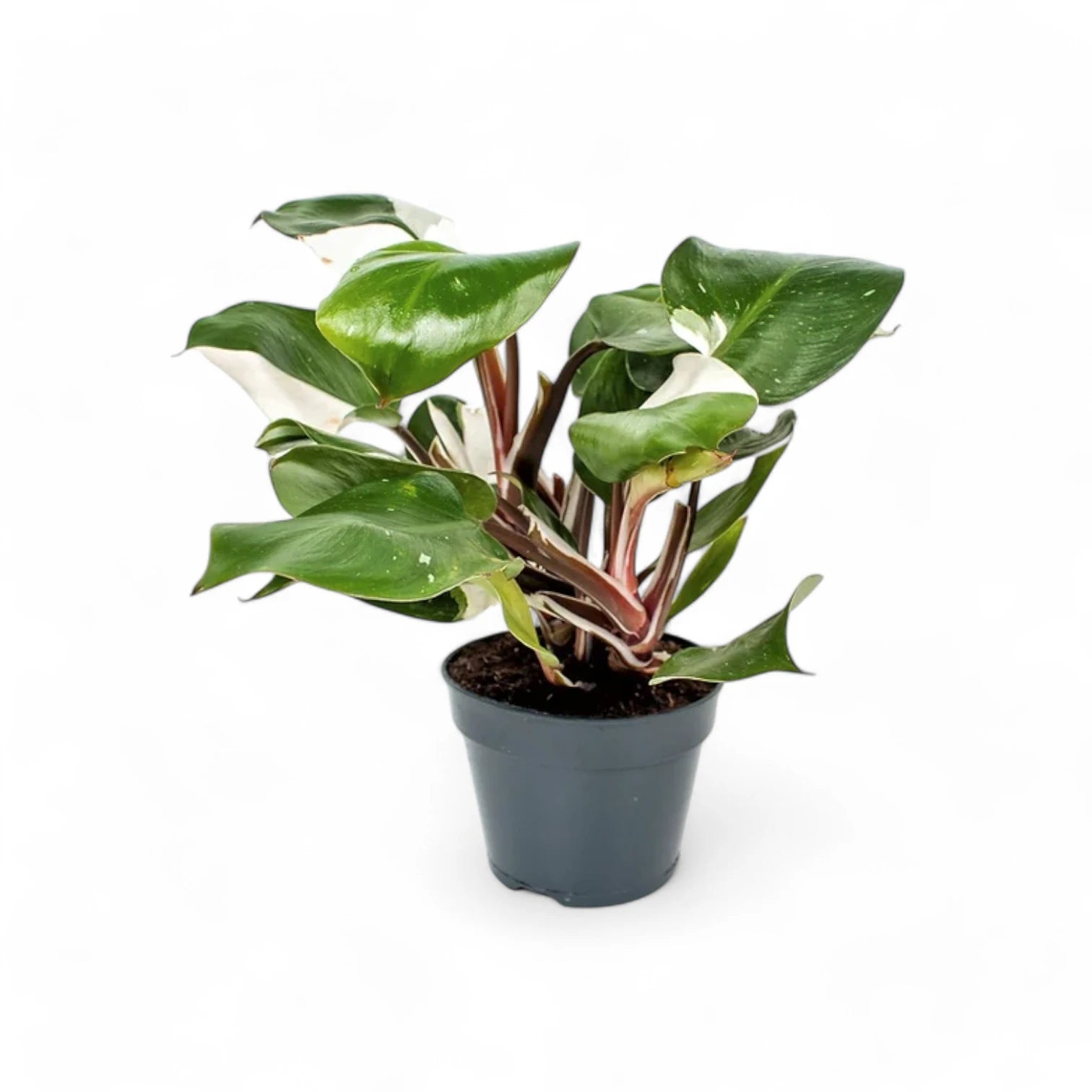 Philodendron 'White knight' potted plant in nursery pot on white background.