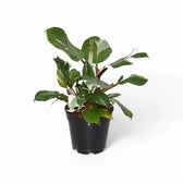 Philodendron 'White knight' potted plant in nursery pot on white background.