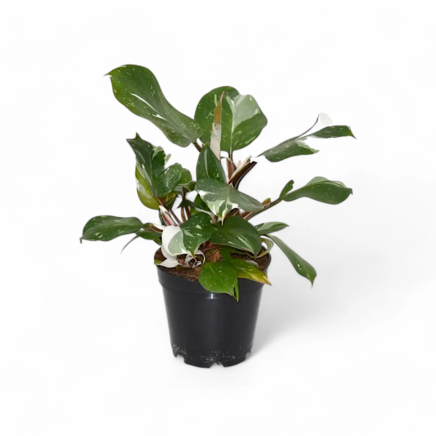 Philodendron 'White knight' potted plant in nursery pot on white background.