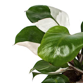 Philodendron 'White knight' potted plant in nursery pot on white background.
