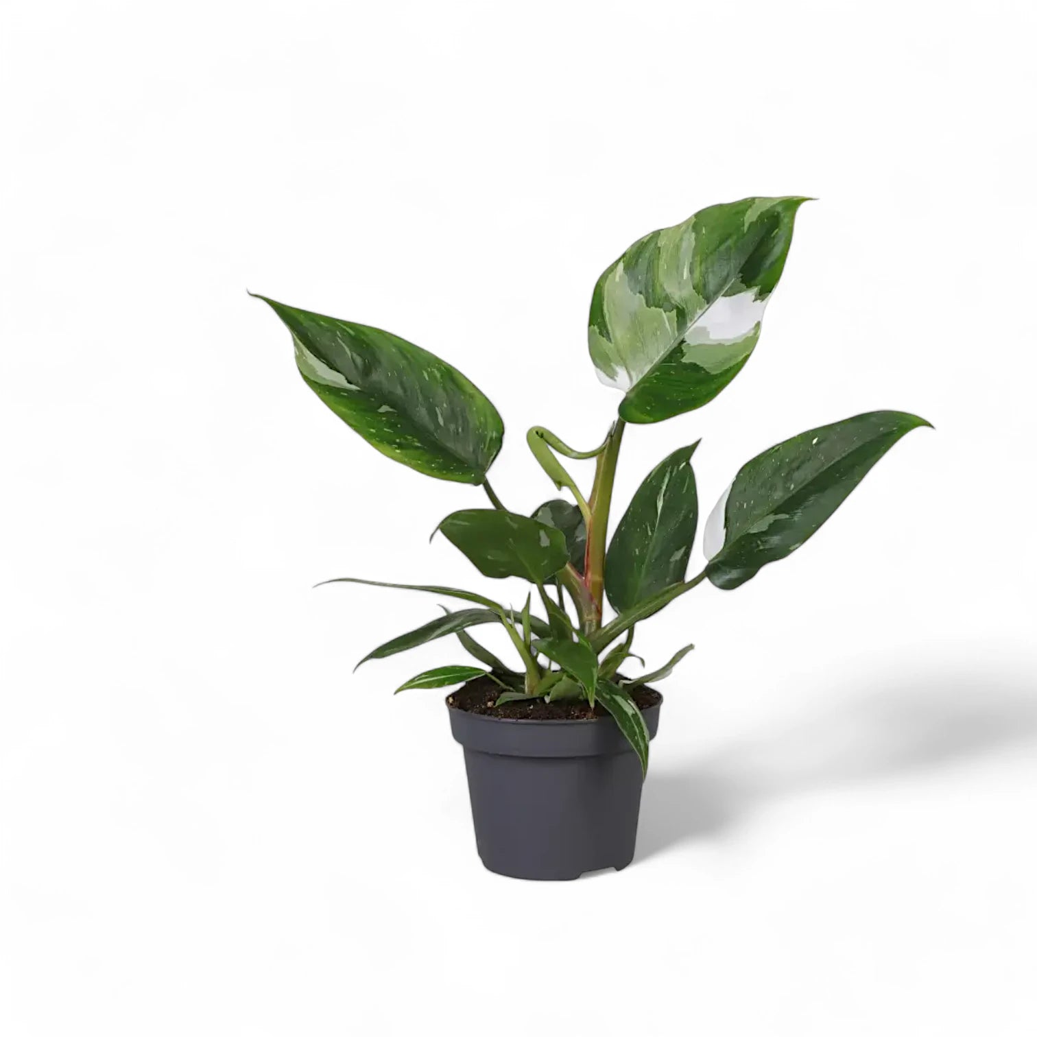 Philodendron 'White Princess' – Topfpflanze im Kulturtopf vor weißem Hintergrund, Produktfoto 12.