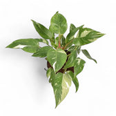 Philodendron 'White Princess' – Topfpflanze im Kulturtopf vor weißem Hintergrund, Produktfoto 14.