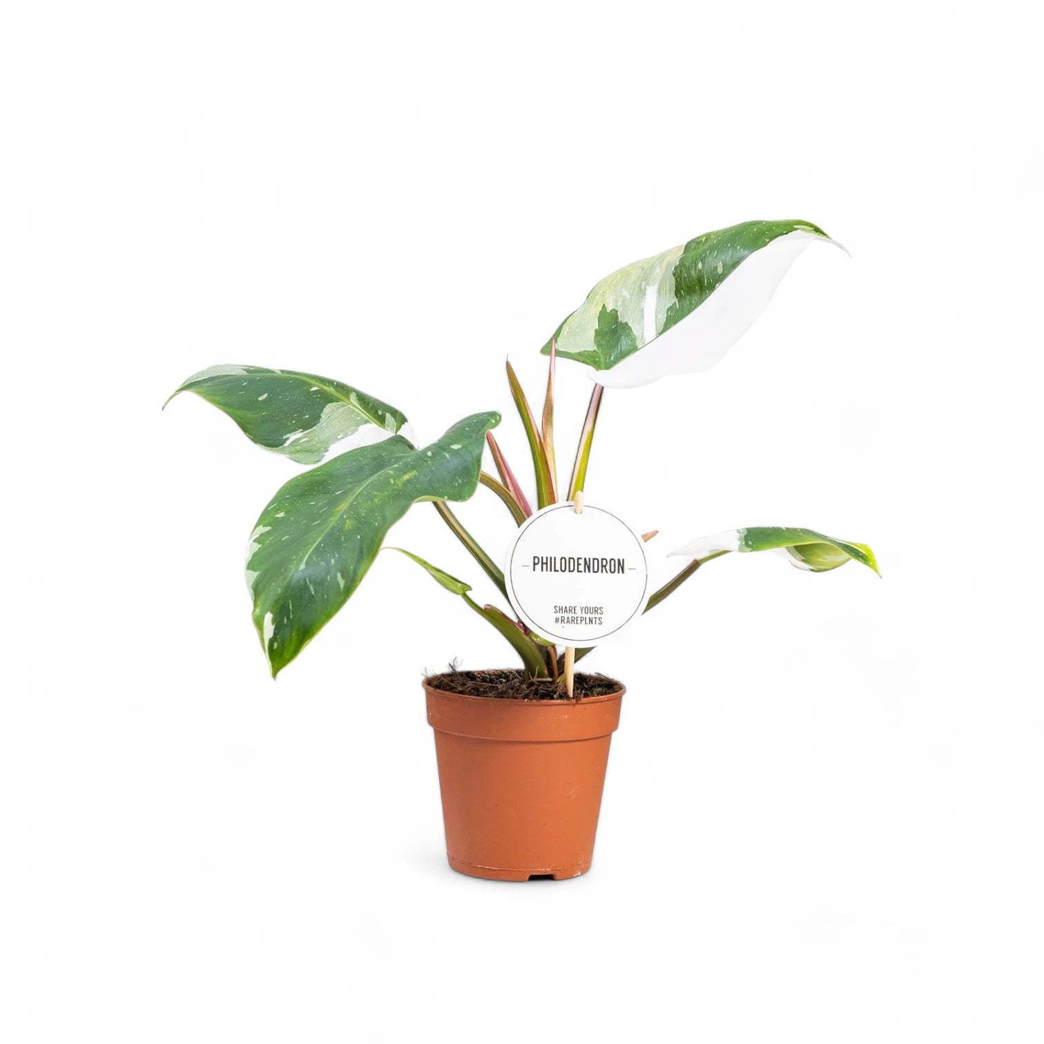 Philodendron 'White Princess' – Topfpflanze im Kulturtopf vor weißem Hintergrund, Produktfoto 3.