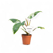 Philodendron 'White Princess' – Topfpflanze im Kulturtopf vor weißem Hintergrund, Produktfoto 3.