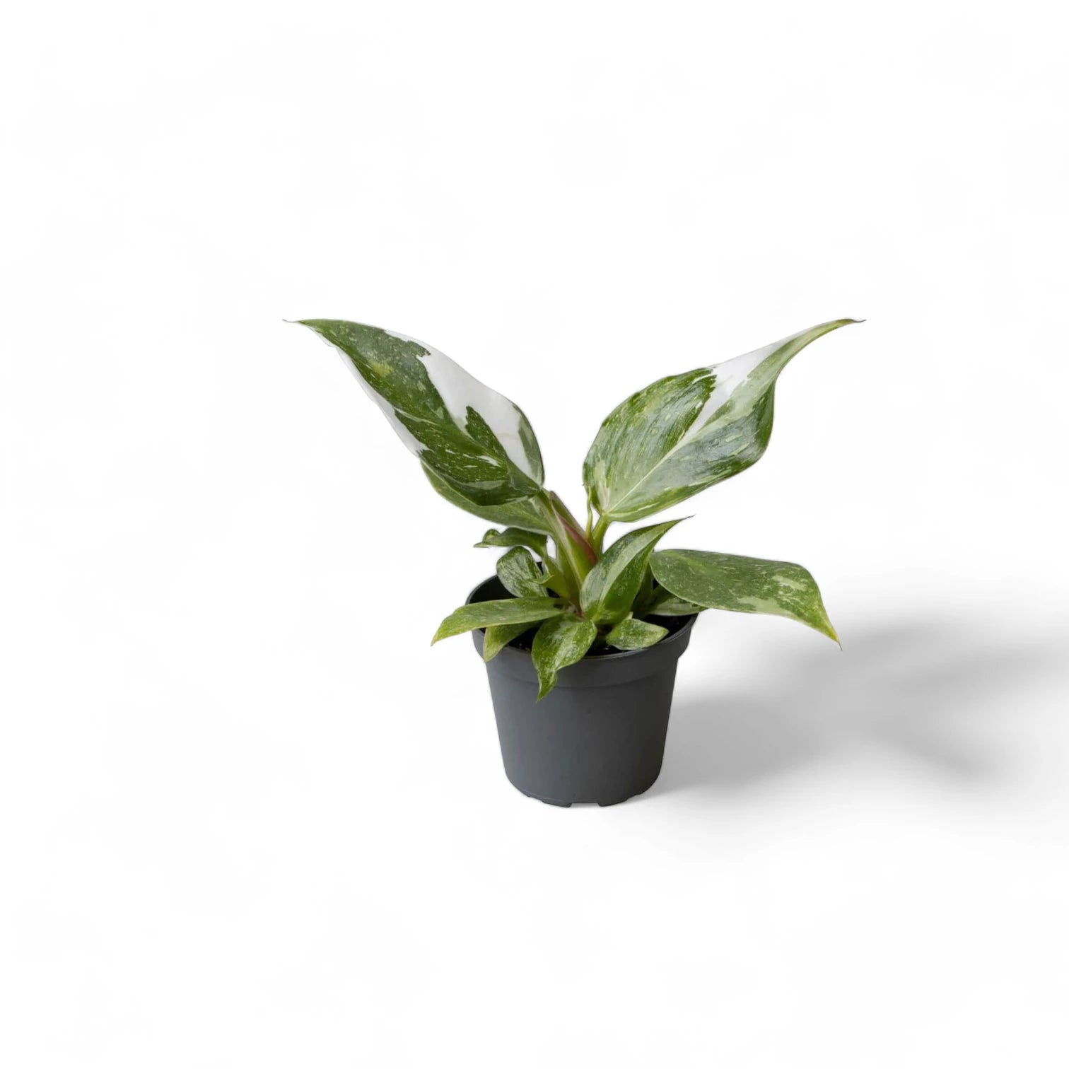 Philodendron 'White Princess' – Topfpflanze im Kulturtopf vor weißem Hintergrund, Produktfoto 8.