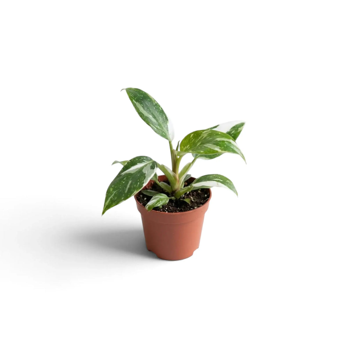 Kleiner Philodendron 'White Princess' mit aufrechten, weiß gestreiften und gesprenkelten grünen Blättern