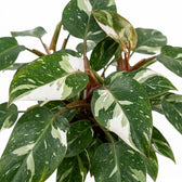 Blattwerk des Philodendron 'White Princess' mit weißen Flecken auf dunkelgrünen Blättern und rötlichen Blattstielen