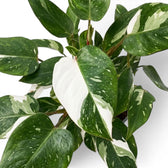 Blätter des Philodendron 'White Princess' mit einem auffälligen halb weißen, halb grünen Blatt in der Mitte