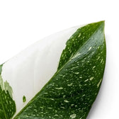 Nahaufnahme eines Philodendron-'White Princess'-Blattes mit großer weißer Fläche und grün gesprenkelter Hälfte