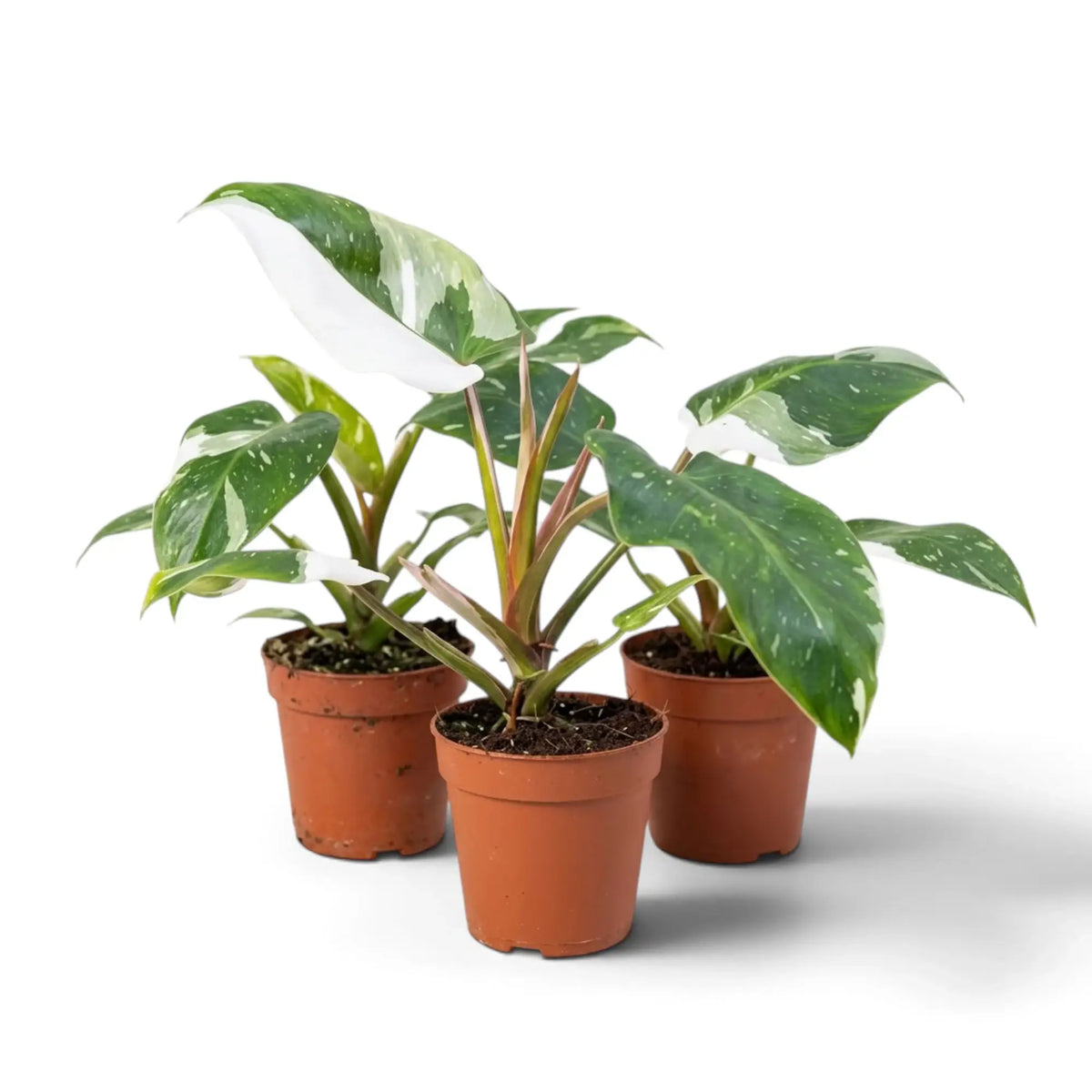 Drei Philodendron 'White Princess' in braunen Töpfen mit zugespitzten, grün-weiß gemusterten Blättern