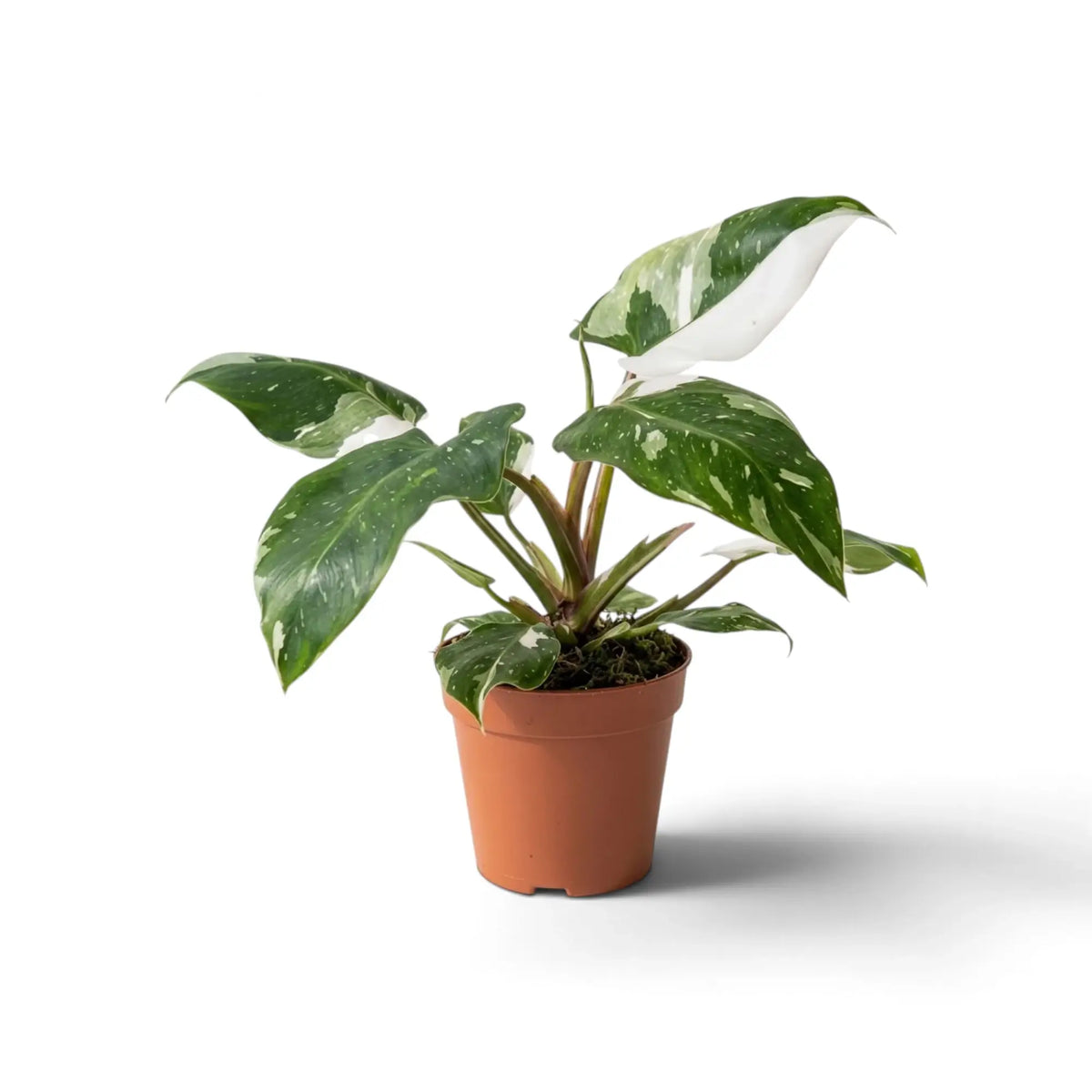 Philodendron 'White Princess' im braunen Topf mit gebogenen, grün-weiß gemusterten Blättern
