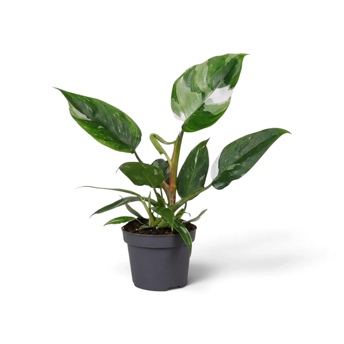 Philodendron 'White Princess' im dunklen Topf mit aufrechten Blättern und auffälliger weißer Panaschierung