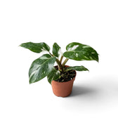 Philodendron 'White Princess' im braunen Topf mit dicht stehenden, weiß gesprenkelten grünen Blättern